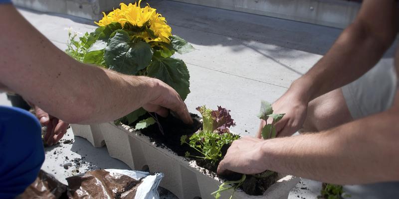 Gradinarit pe balcon – oaza de liniste si sanatate